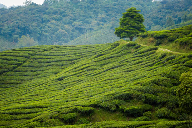 istock Cameron Highlands Boh tea plantation 1002999686