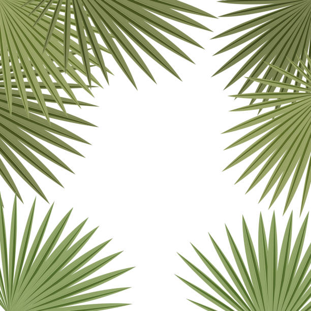 istock Palm leaves frame on white background. Tropical plant banner, card template. 1002999692