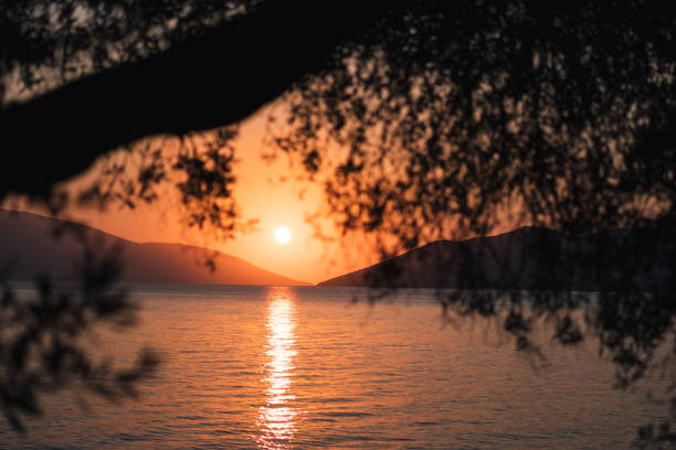 istock Silhouette olive tree branch in morning warm sunrise light. Sun shape above Mediterranean sea. Sun ray reflection bokeh beams on rippled water surface in early hours 1003000392