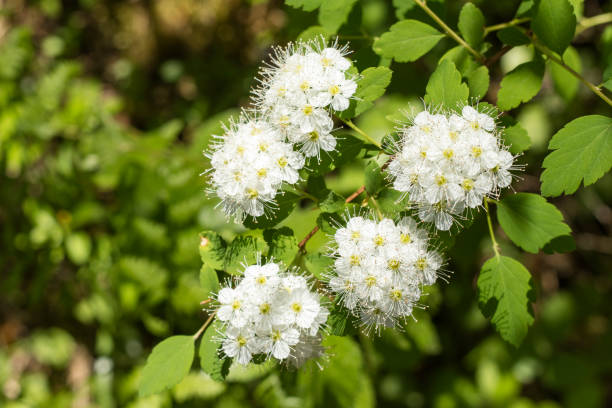 istock Beautiful branch with white flowers. Viburnum lentago (Nannyberry) 1003016020