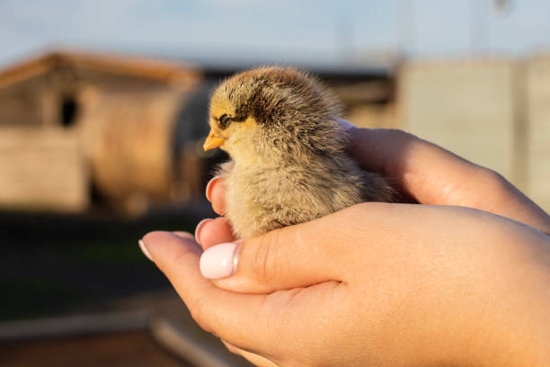 kleines huhn in den händen eines mädchens - baby chicken human hand young bird bird stock-fotos und bilder