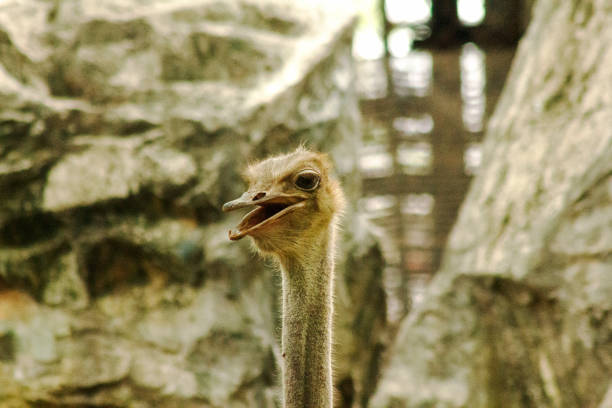 istock The head of Struthio camelus with long neck. 1003039204