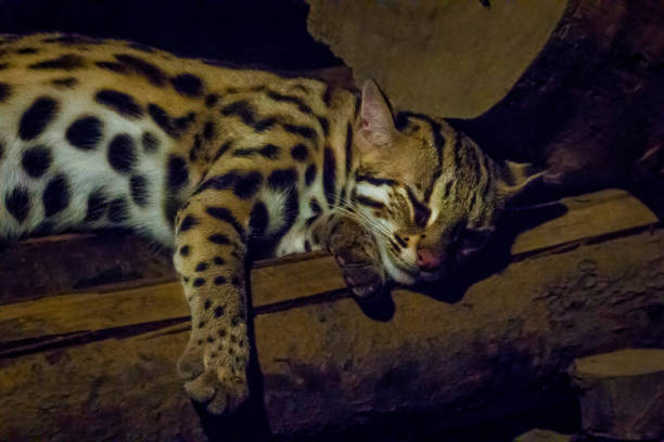 Prionailurus bengalensis in the zoo is sleeping. Prionailurus bengalensis is a small tiger mammal. The shape is the same as the house cat. prionailurus bengalensis stock pictures, royalty-free photos & images