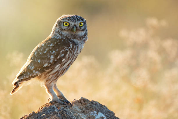 istock The little owl (Athene noctua) standing on a rock on a colorful background 1003047438