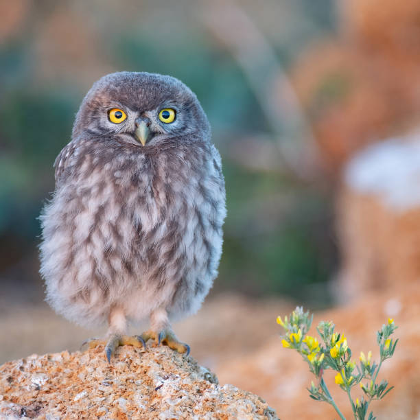 istock The little owl (Athene noctua) standing on a rock on a colorful background 1003047464
