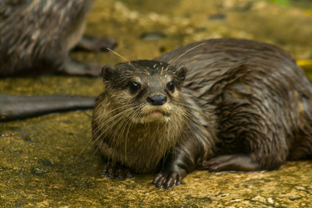 istock Small-clawed Otter  in the water. 1003047508