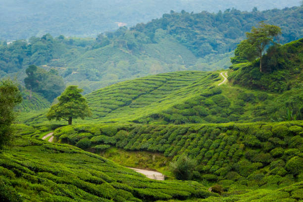 istock Cameron Highlands Boh tea plantation 1003047824