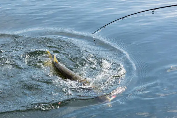 Pike fish trophy in water with splashing
