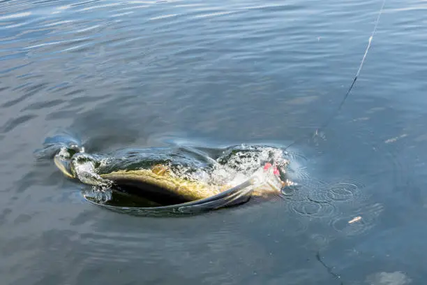 Pike fish trophy in water with splashing