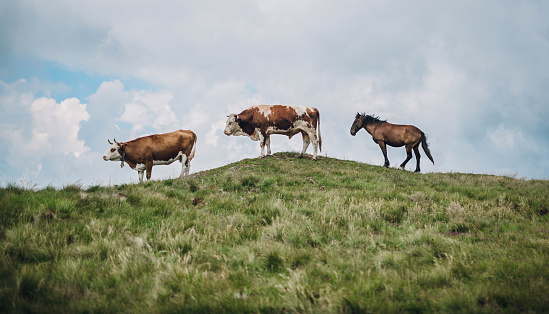 Cow, Bull and a Horse on mountain meadow