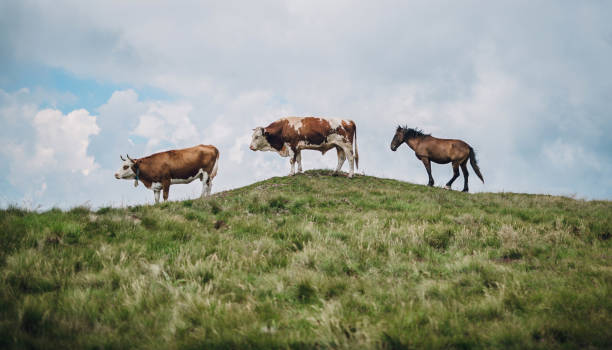 cows on mountain meadow - serbia horse nature landscape imagens e fotografias de stock