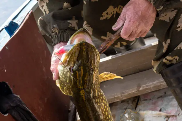 The head of the pike is in the fisherman's hand. Pike fish trophy
