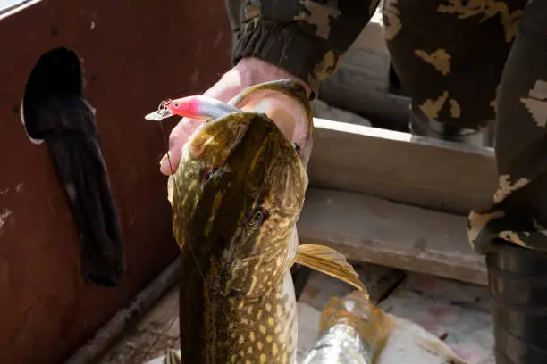 The head of the pike is in the fisherman's hand. Pike fish trophy