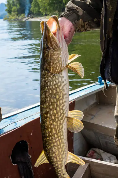 Trophy fish in the hands of a fisherman on the background of water and nature. Pike