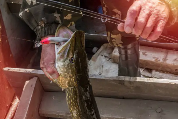 Trophy fish in the hands of a fisherman. Pike