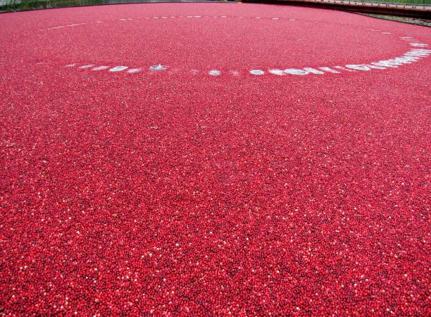 istock Colorful cranberries in cold water. 1003063664