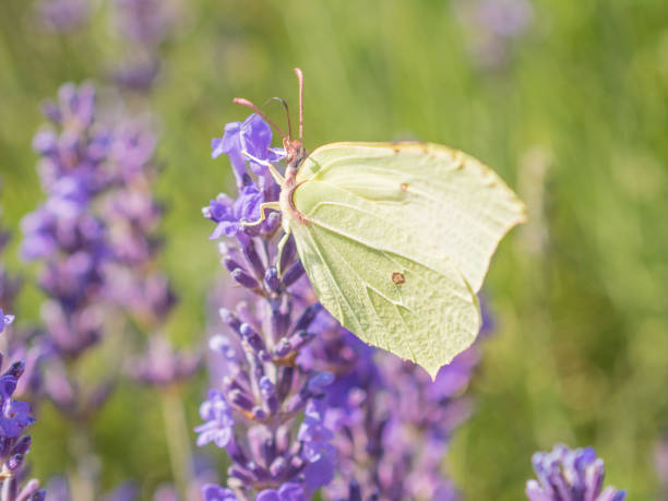 istock Butterfly on Lavender Stem Sussex 1003064008