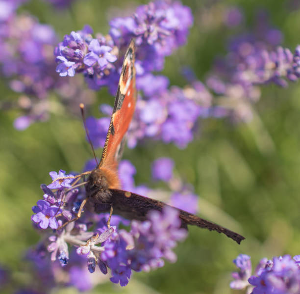 istock Butterfly on Lavender Stem Sussex 1003064064