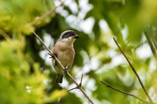 istock Lesser grey shrike or Lanius minor rests on branch 1003064418