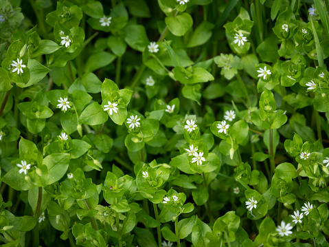 Closeup of a group of common chickweed with small white blossoms