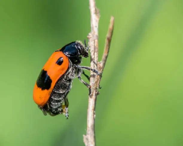 Closeup of a four-spotted leaf beetle (Clytra laeviuscula) on a dry straw, green background