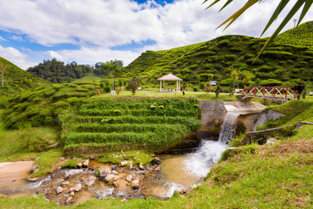 Cameron Highlands Bharat tea plantation