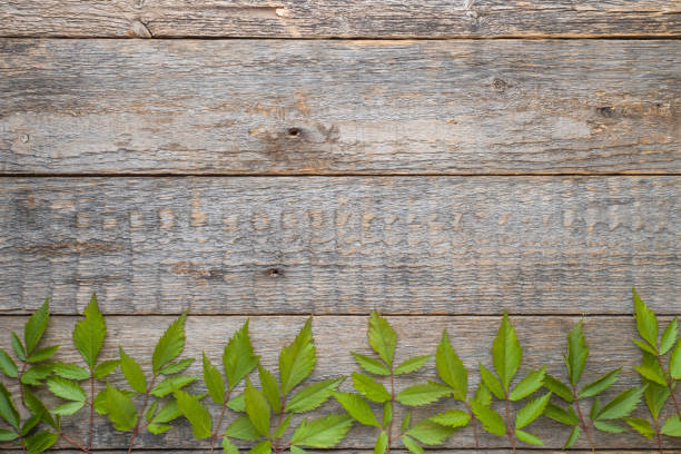 Green leaves on wooden background. Summer concept. Flat lay, top view, copy space
