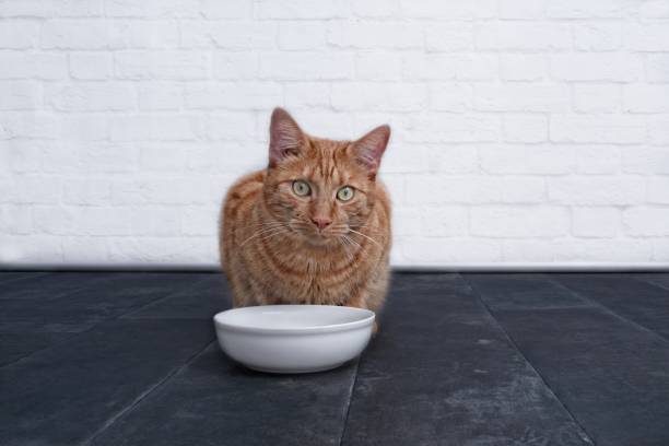 istock Cute ginger cat waiting for food. 1003070752