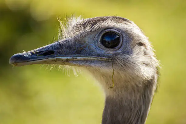 Portrait of an ostrich looking directly to the camera