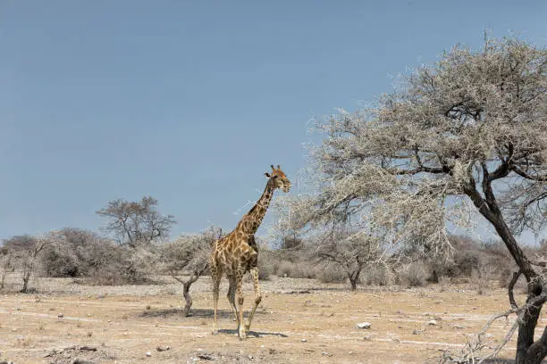 A lonely male giraffe (Giraffa camelopardalis angolensis) roaming in Damaraland, Namibia. Self-drive safari
