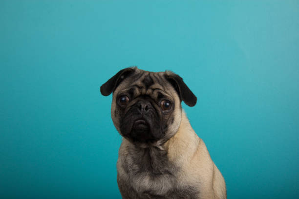 istock Pug against teal background 1003084410