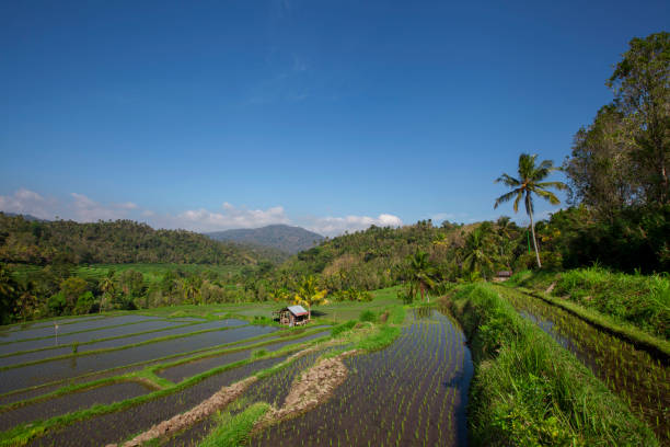 istock Wide green rice terraces at Bali 1003086676