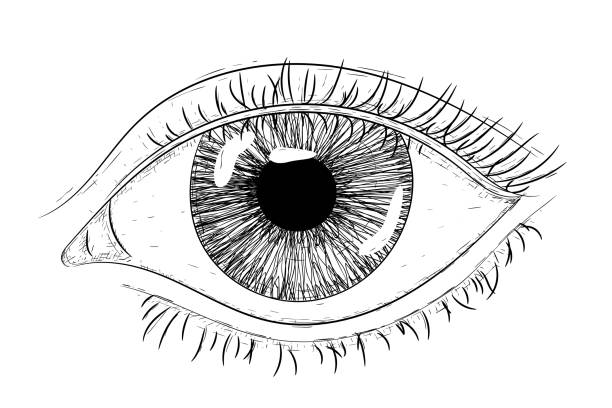 istock Woman eye. Hand drawn sketch. Vector illustration isolated on white background 1003086900