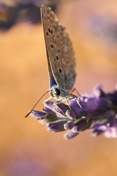 Polyommatus sp on lavender flowers from Guadalajara plantation, in Spain July.