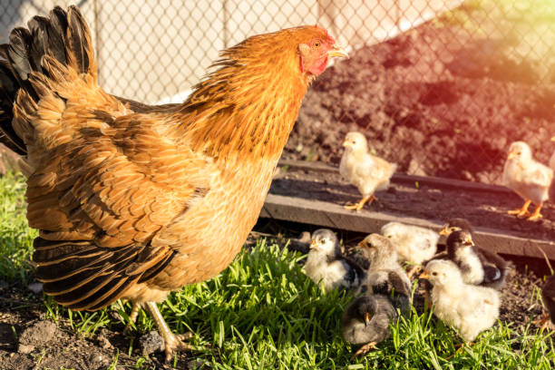 istock Mother chicken with her chicks walking 1003087036