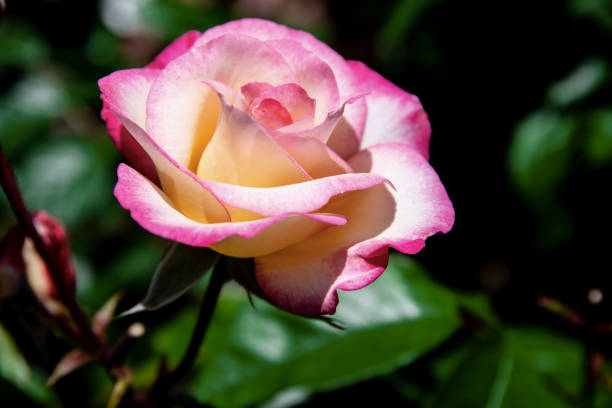 istock Elegant yellow rose with pink edged petals 1003089676