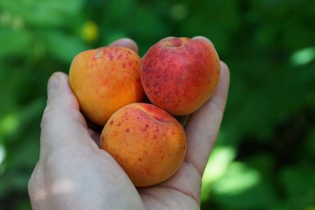 istock three ripe fruit on the palm of the hand 1003090738