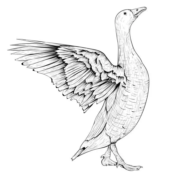 Vector illustration of Goose sketch. Angry bird with lifted wings