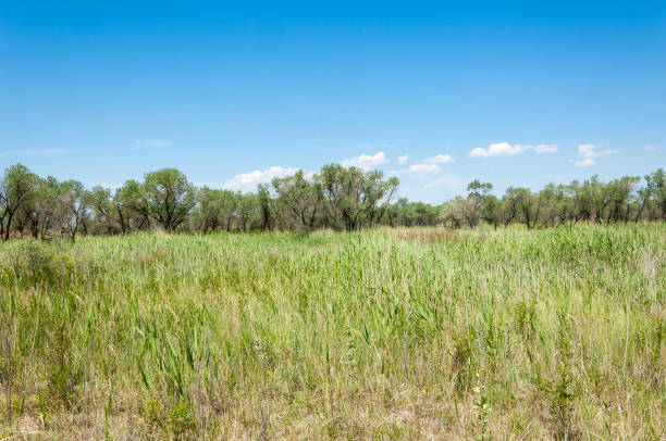 istock steppe summer. Turgai save. Lake in the desert 1003093440