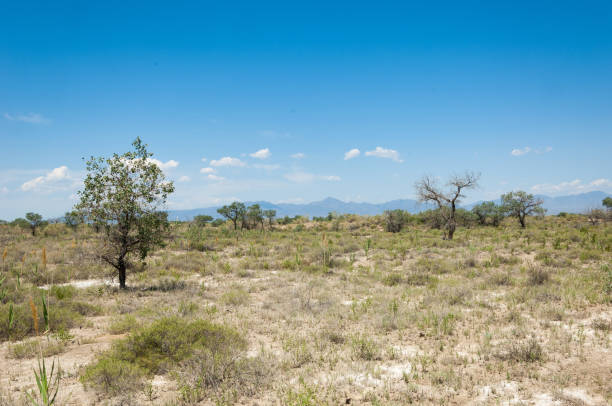 steppe summer. Turgai gate. Turgai save. National Park \