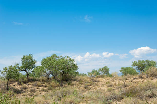 istock steppe summer. Turgai save. Lake in the desert 1003093524