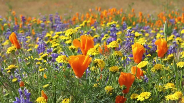 Multi-colored wildflowers in a California meadow.