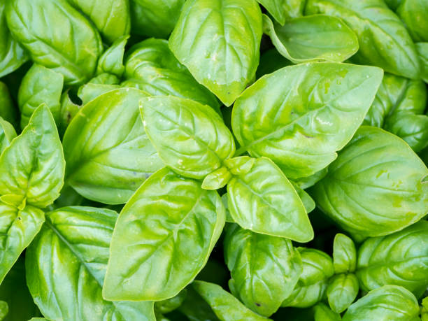istock Vibrant green leaves of basil 1003098022