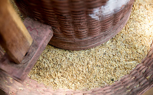 Traditional rice milling with a wooden mortar and pestle.Ancient rice mortar office paddy.Rice Grain on Rice milling machine.