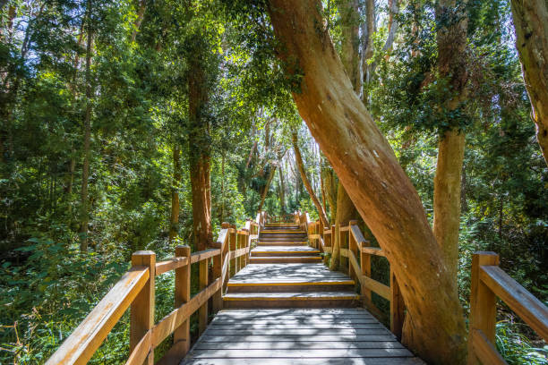 istock Boardwalk path at Arrayanes National Park - Villa La Angostura, Patagonia, Argentina 1003105062