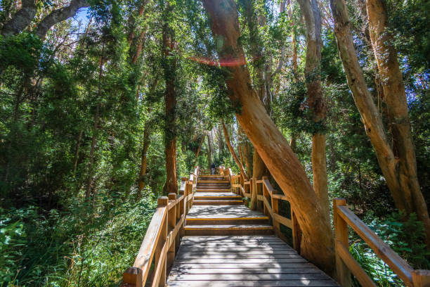 istock Boardwalk path at Arrayanes National Park - Villa La Angostura, Patagonia, Argentina 1003108134