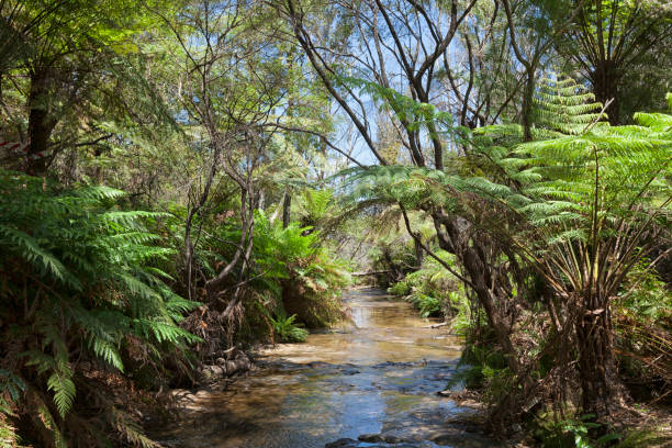 istock Blue Mountains, New South Wales, Australia 1003110614