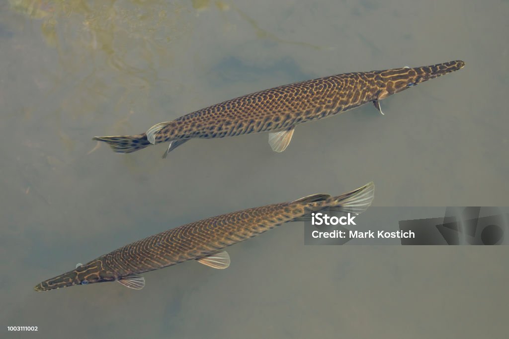 Two Alligator Gar Fish in Shallow Water Alligator Gar Stock Photo