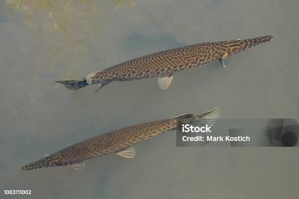 Two Alligator Gar Fish In Shallow Water Stock Photo - Download Image Now - Alligator Gar, Animal, Animal Themes