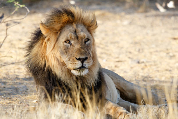 istock Male lion resting in Kgalagadi 1003115112
